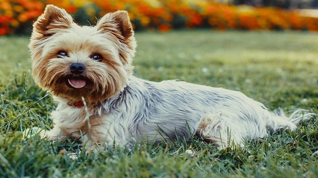 Yorkshire Terrier