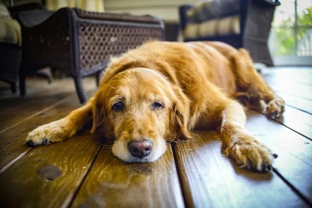 Depression In Dogs: How To Know If Our Pet Is Sad