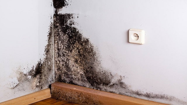 Black Mold (Indoor Fungus)