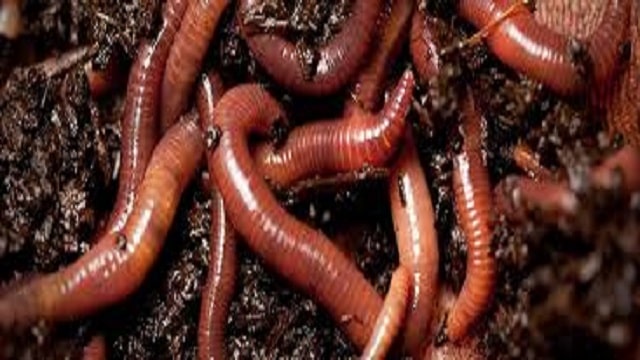 Worms