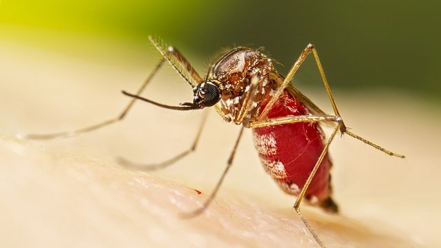 Chikungunya