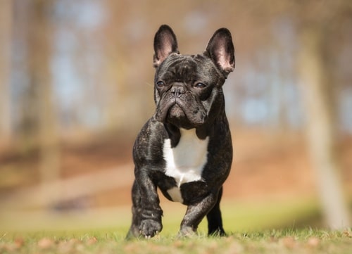 French Bulldog