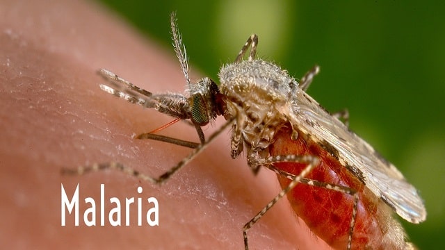 Malaria