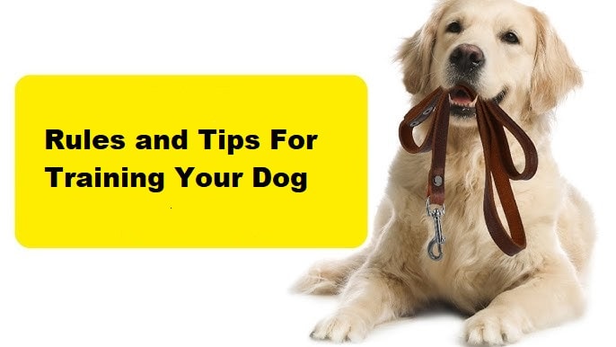 Rules and Tips For Training Your Dog