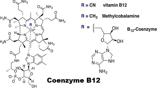 Coenzyme B12