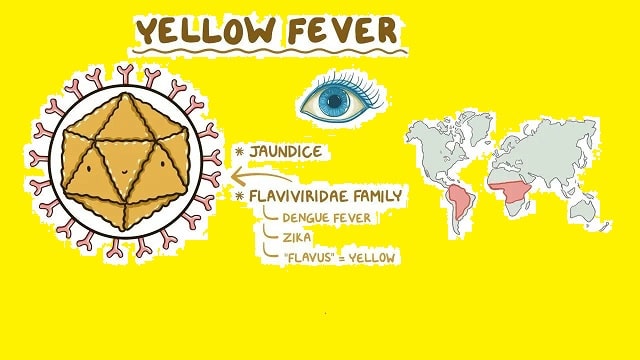 Yellow Fever