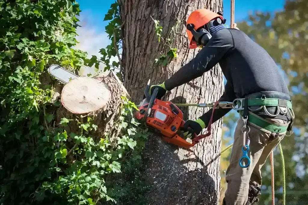 Safe and Professional Tree Removal Everything You Need to Know